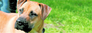 Dogs for Adoption