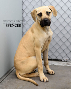 Spencer