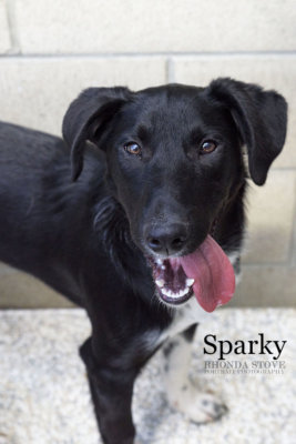 Sparky