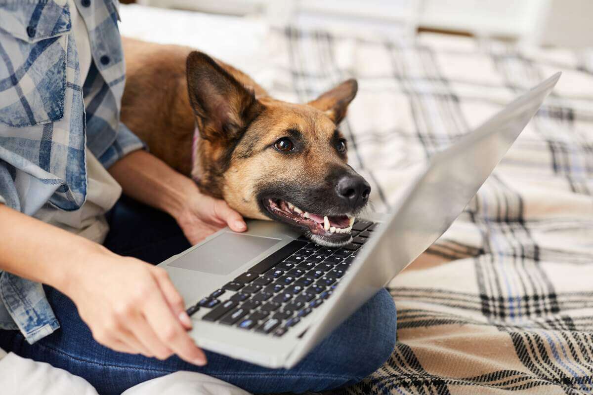 Man with laptop and German Shepherd dog