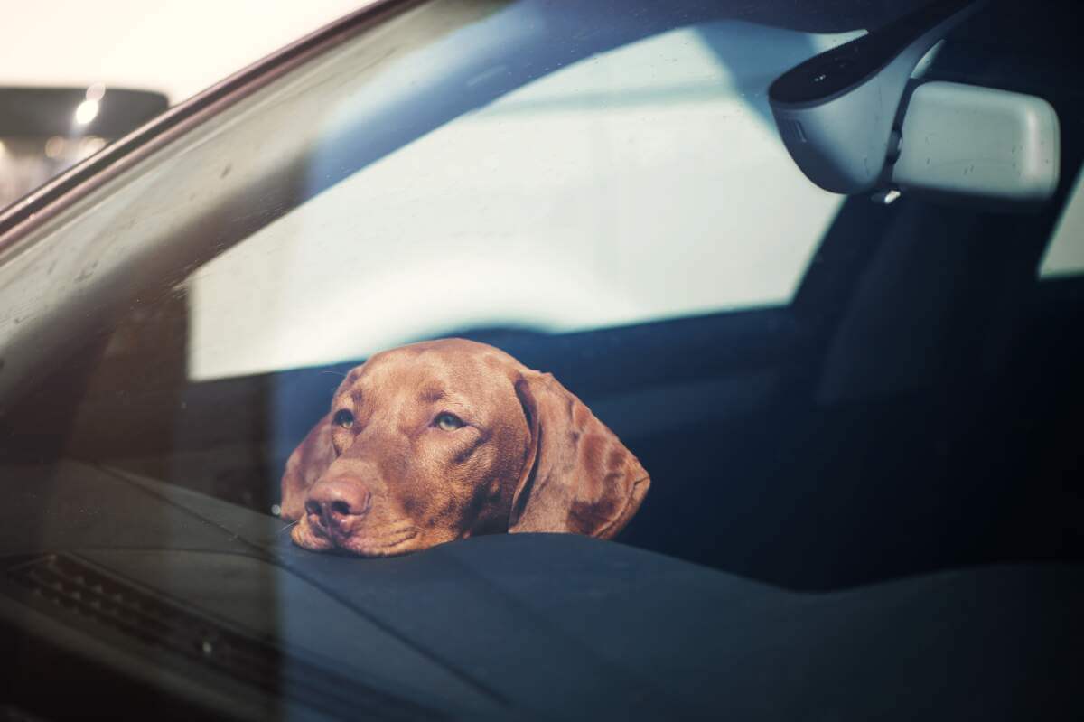 Sad looking tan dog in car