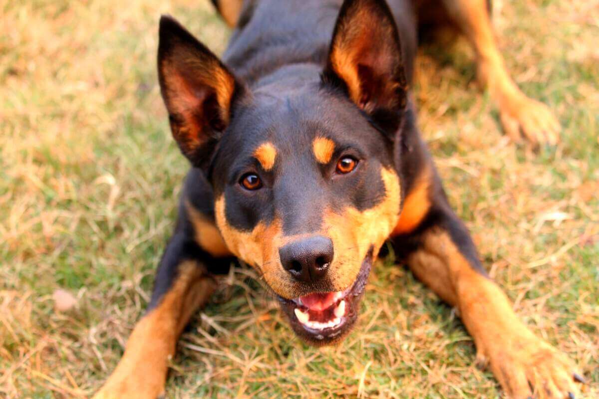 Play bowing cattle dog