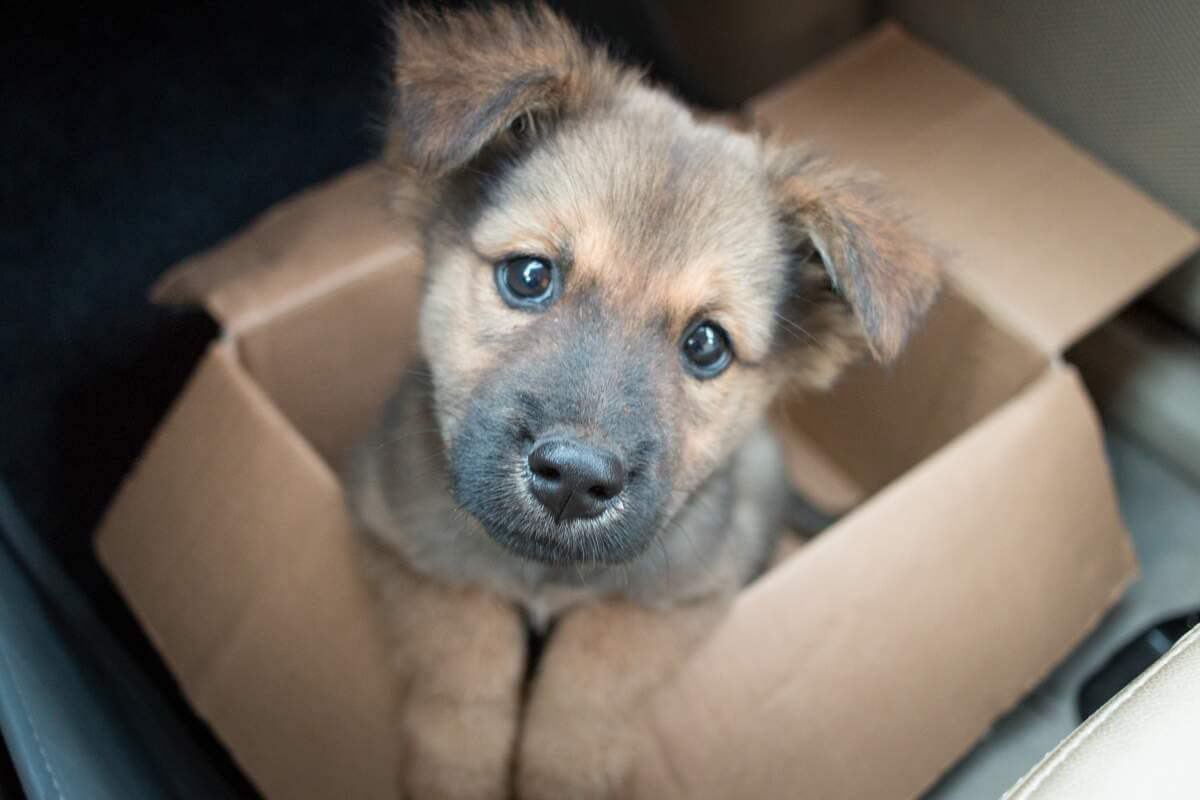 Tan puppy in a box