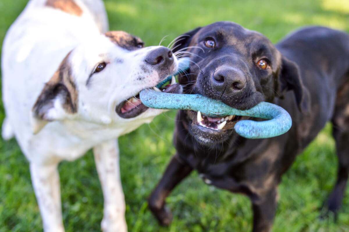Two dogs playing with a toy