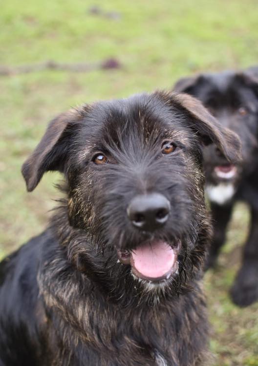 Huntaway beardie sale cross