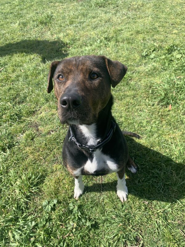 Huntaway store staffy cross